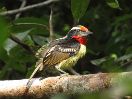 Black-spotted Barbet