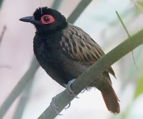 Black-spotted Bare-eye