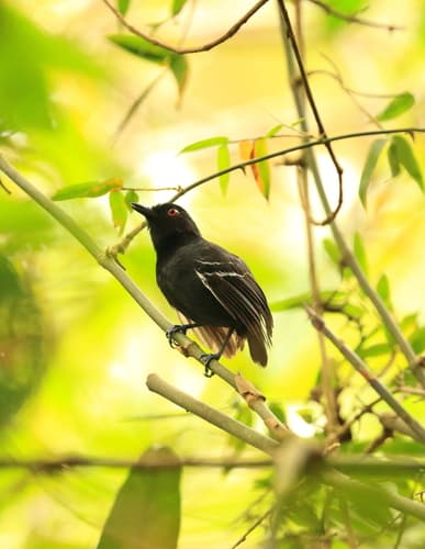 Black-tailed Antbird