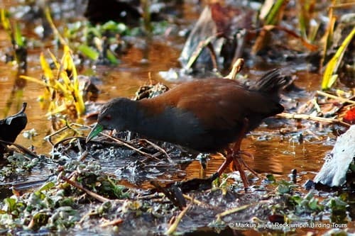 Black-tailed Crake