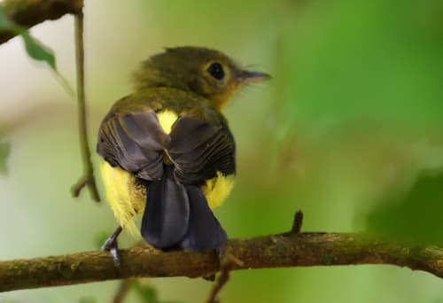 Black-tailed Flycatcher