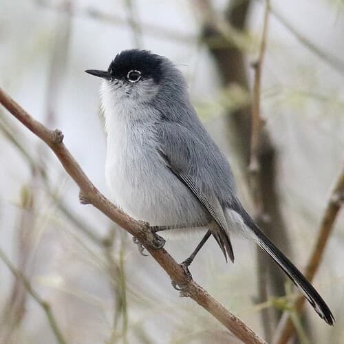Black-tailed Gnatcatcher