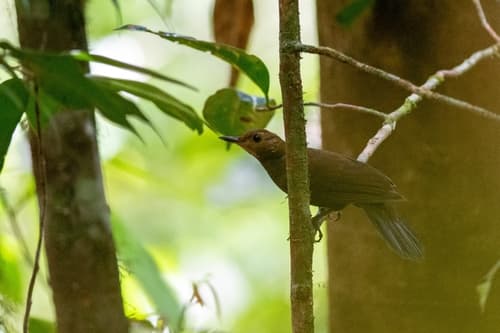 Black-tailed Leaftosser