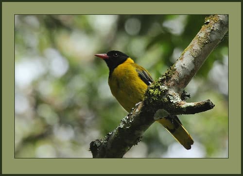 Black-tailed Oriole