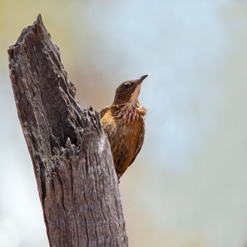 Black-tailed Treecreeper