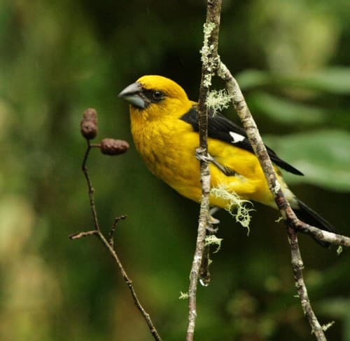 Black-thighed Grosbeak
