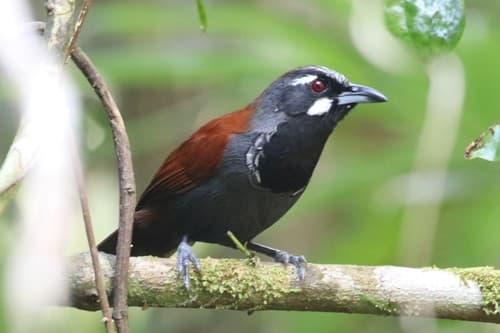 Black-throated Babbler