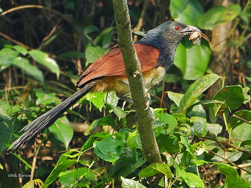 Black-throated Coucal