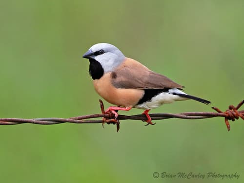 Black-throated Finch