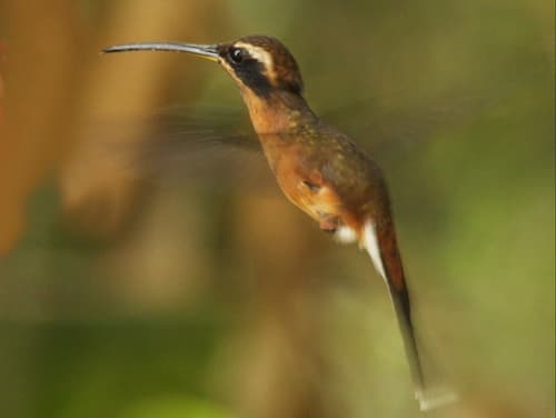 Black-throated Hermit