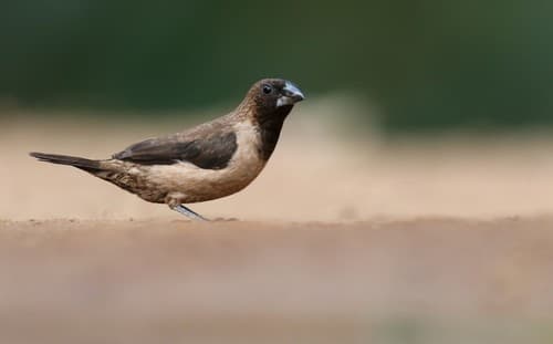 Black-throated Munia
