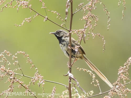 Black-throated Prinia