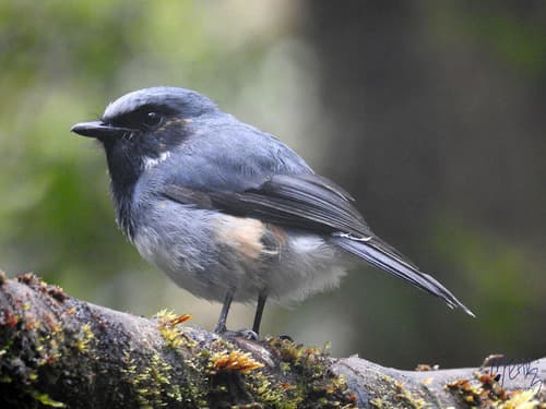 Black-throated Robin