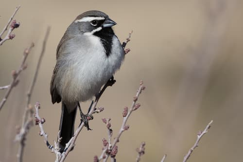 Black-throated Sparrow