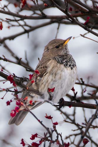 Black-throated Thrush
