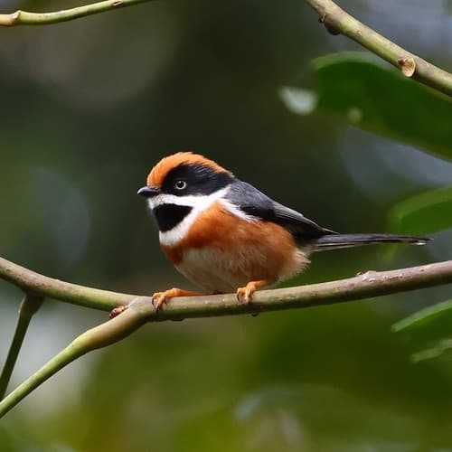 Black-throated Tit