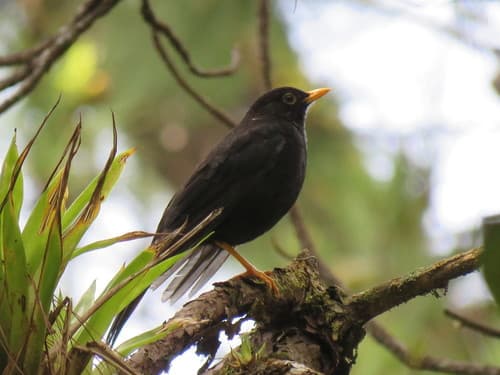 Black Thrush