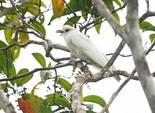 Black-tipped Cotinga