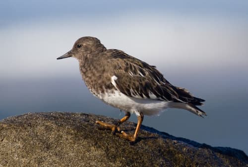 Black Turnstone