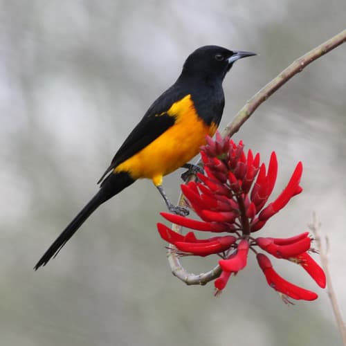 Black-vented Oriole