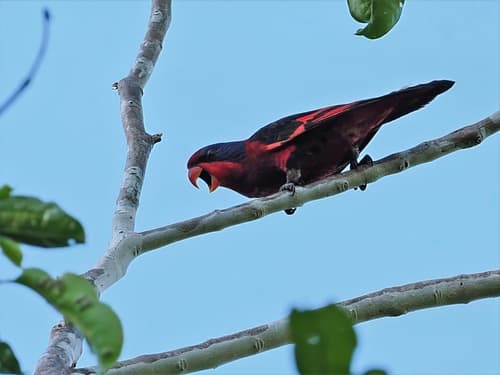 Black-winged Lory
