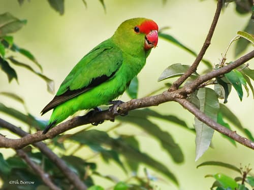 Black-winged Lovebird