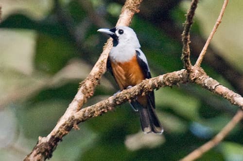 Black-winged Monarch