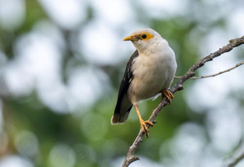 Black-winged Myna