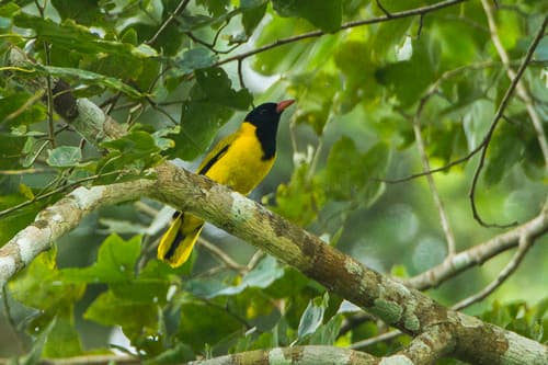Black-winged Oriole