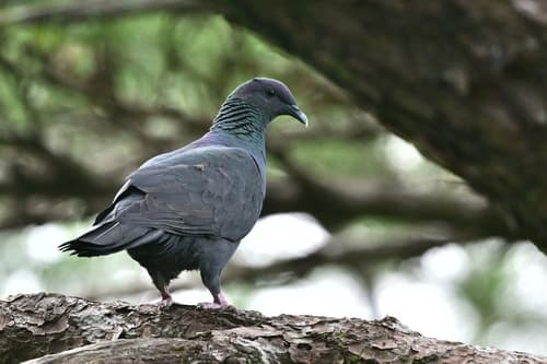 Black Wood-Pigeon