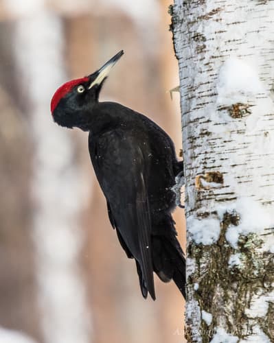 Black Woodpecker
