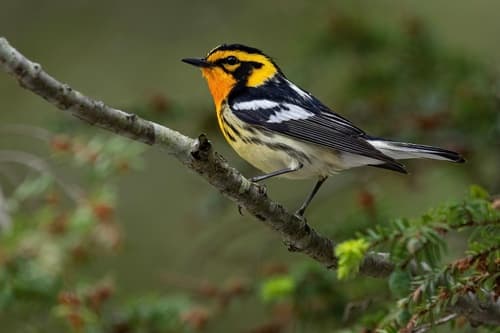 Blackburnian Warbler