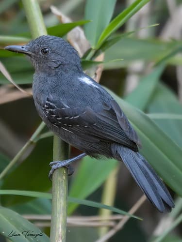Blackish Antbird