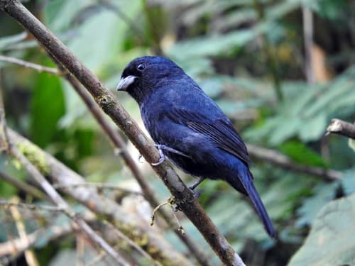 Blackish-blue Seedeater