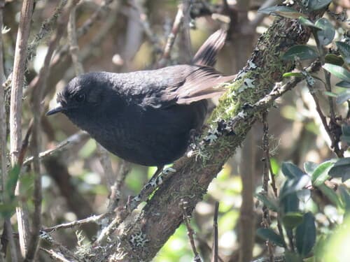 Blackish Tapaculo