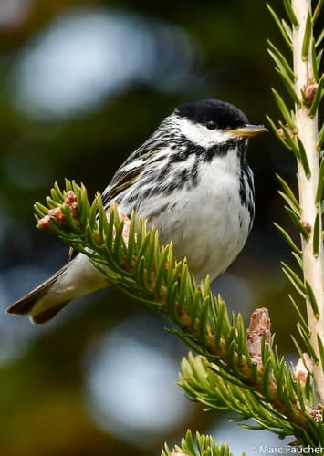 Blackpoll Warbler