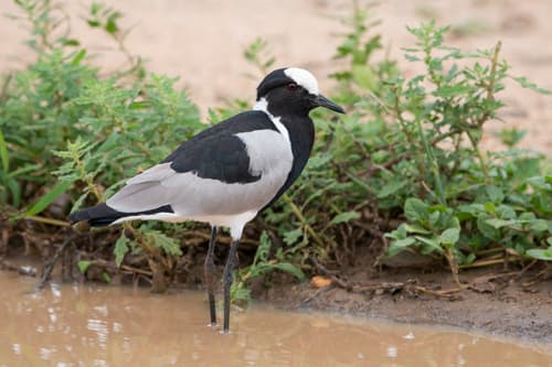 Blacksmith Lapwing