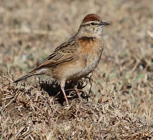 Blanford's Lark