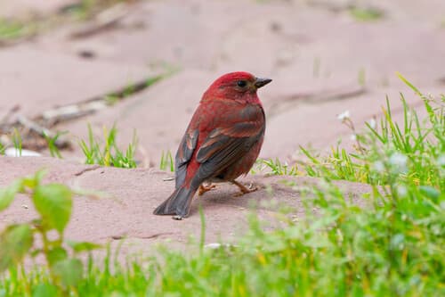 Blanford's Rosefinch