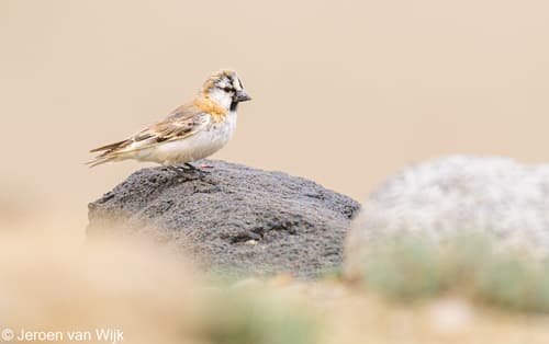 Blanford's Snowfinch