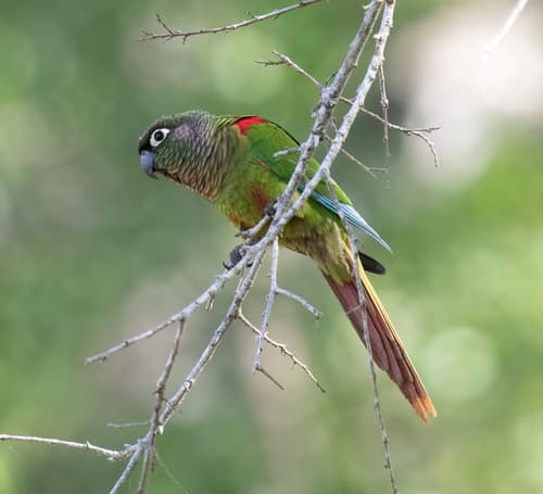 Blaze-winged Parakeet