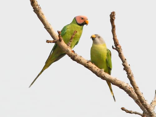 Blossom-headed Parakeet