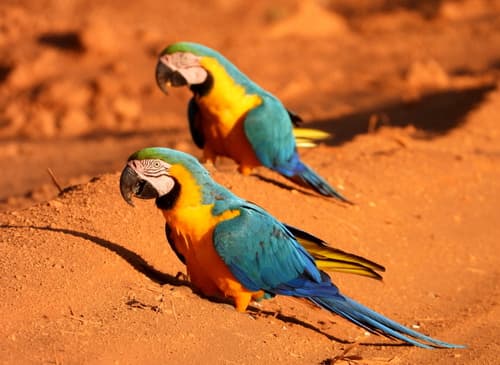 Blue-and-yellow Macaw