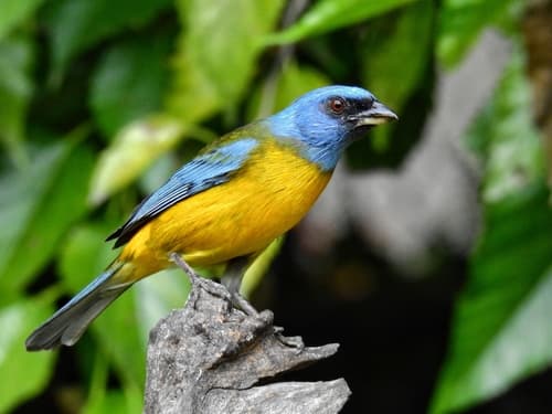 Blue-and-yellow Tanager
