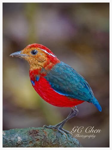 Blue-banded Pitta