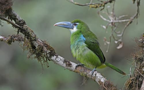 Blue-banded Toucanet