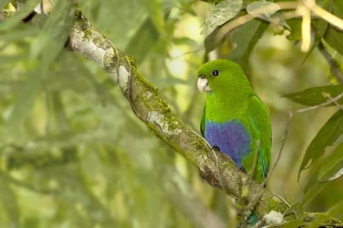 Blue-bellied Parrot