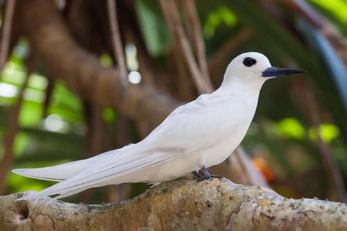 Blue-billed White-tern
