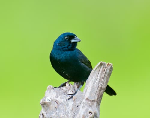 Blue-black Grassquit