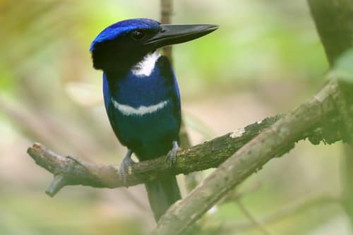Blue-black Kingfisher